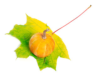 Image showing Decorative pumpkin on yellowed maple-leaf on white background