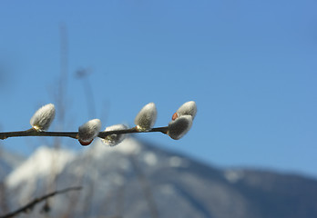 Image showing Pussy willow and mountain