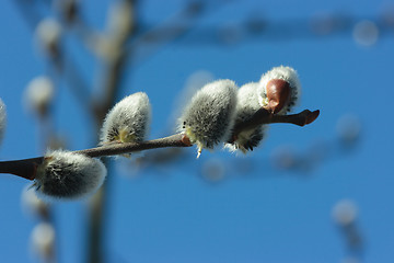 Image showing Pussy willow close-up