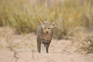 Image showing African Wild Cat