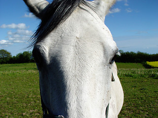 Image showing horse eyes