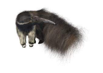 Image showing Giant Anteater