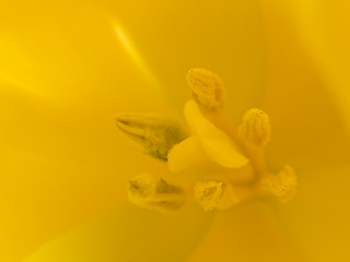 Image showing Yellow Tulip