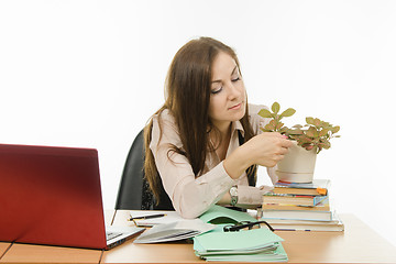 Image showing The teacher of boredom are risen flowers