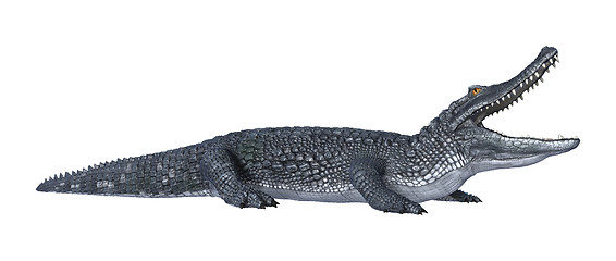 Image showing Caiman