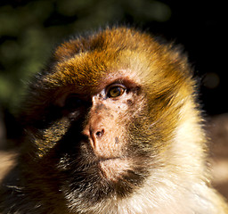 Image showing africa in morocco cedar forest the primitive  monkey animal wild