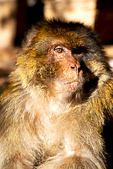 Image showing   in africa morocco and natural background fauna close up