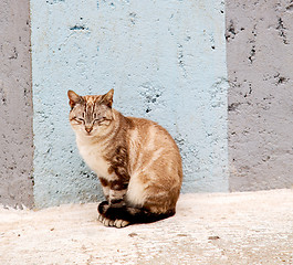 Image showing alone cat in africa morocco and house background