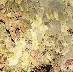 Image showing in england london old bark and abstract wood texture