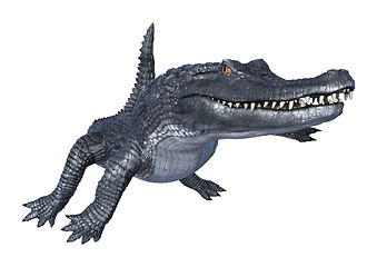 Image showing Caiman