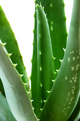 Image showing Aloe plant