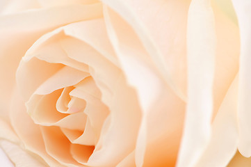 Image showing Beige rose