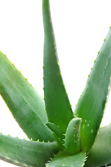 Image showing Aloe plant