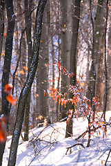 Image showing Winter forest