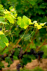 Image showing Grape vine branch