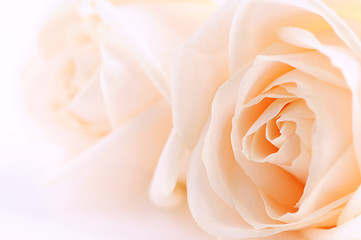 Image showing Beige roses