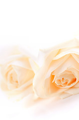 Image showing Beige roses