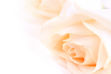 Image showing Beige roses