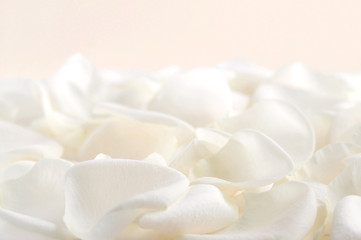 Image showing White rose petals