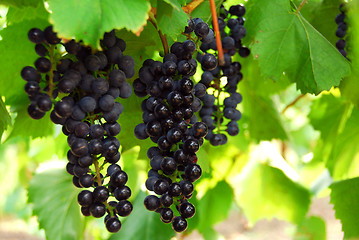 Image showing Grapes