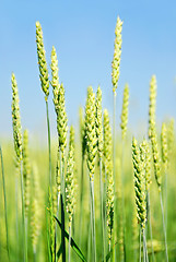 Image showing Green grain