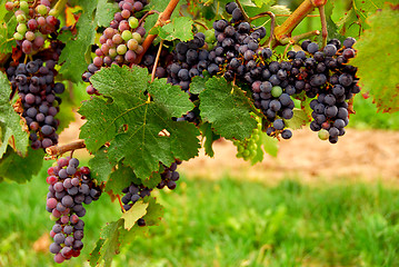 Image showing Grapes