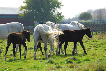 Image showing Horses