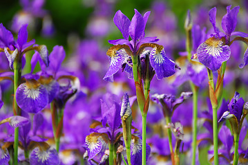 Image showing Irises