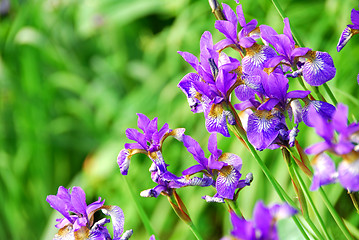 Image showing Irises