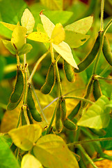 Image showing Soybeans