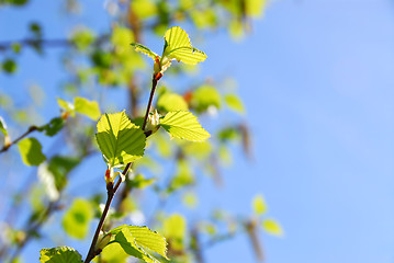 Image showing Spring