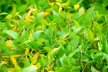 Image showing Soybeans