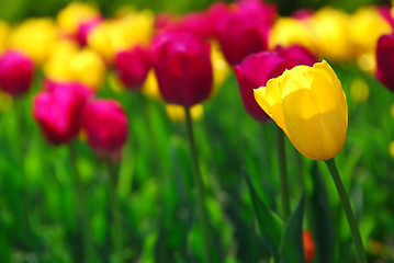 Image showing Tulip field