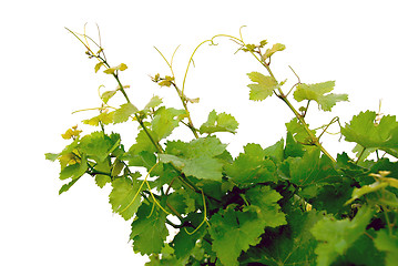 Image showing Grape vines