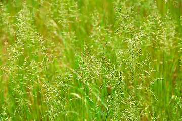 Image showing Tall grass