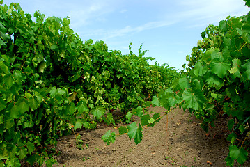 Image showing Vineyard