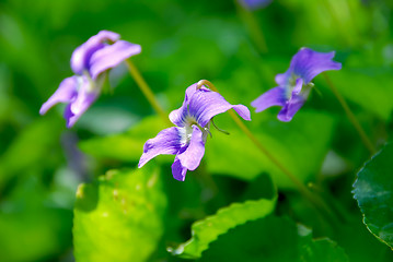 Image showing Violets