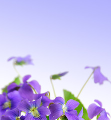 Image showing Violets