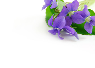 Image showing Violets