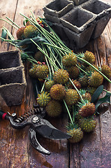 Image showing Cut autumn plants