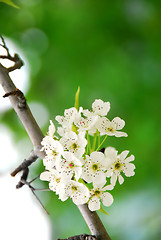 Image showing Apple blossom