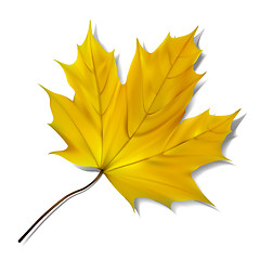 Image showing Yellow maple leaf on white background.