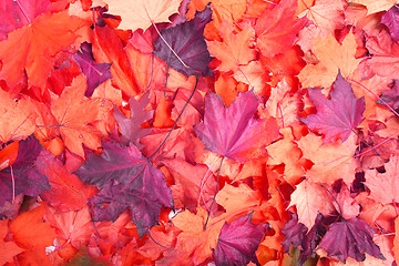 Image showing autumn background