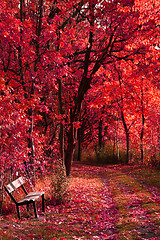 Image showing bench in the autumn park 