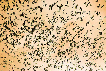 Image showing crows on the sky