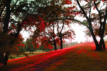 Image showing red tree in the autumn park 