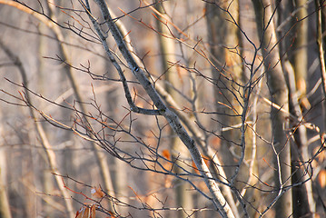 Image showing Winter forest