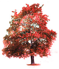 Image showing autumn tree 