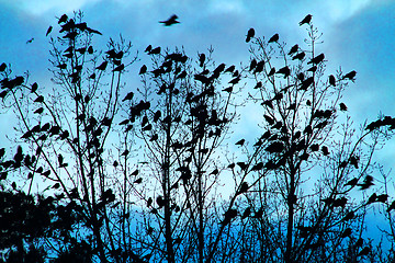 Image showing crows on the sky