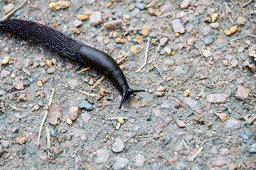 Image showing Black Slug